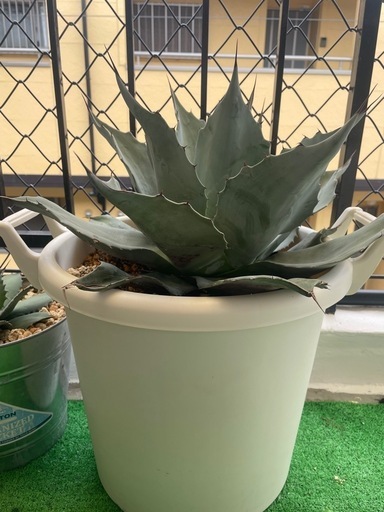 アガベオバティフォリアフロスティブルー アガベ オバティフォリア