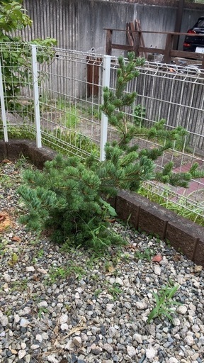 庭植え五葉松　植木の名産地で購入