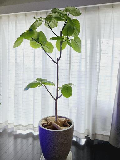 ◼️フィカスウンベラータ◼️10号鉢　大型観葉植物