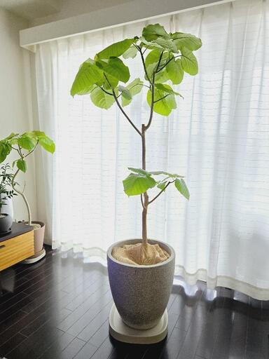 ◼️フィカスウンベラータ◼️10号鉢　大型観葉植物