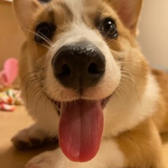 犬友達が欲しいです