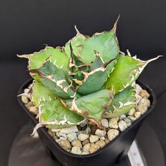 アガベ チタノタ 覇王龍 変異株