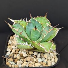 アガベ チタノタ 覇王龍 変異株