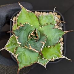 アガベ チタノタ 覇王龍 変異株