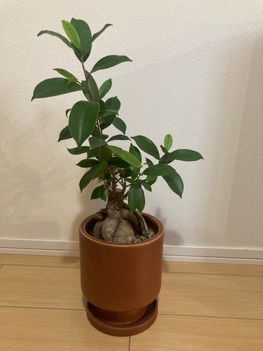 ガジュマル　直植え
