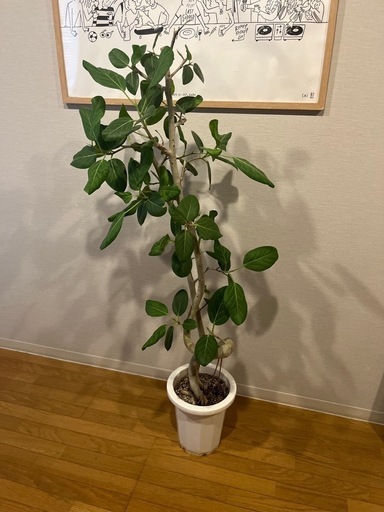 観葉植物　フィカスベンガレンシス