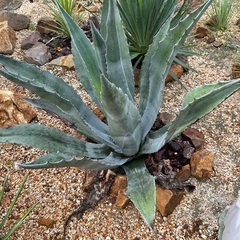 アメリカーナ特大株【ご自身で掘り上げる場合5000円引き】