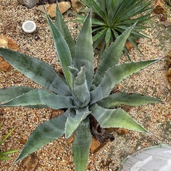 アメリカーナ特大株【ご自身で掘り上げる場合5000円引き】-エッセンス＋クリアローション  