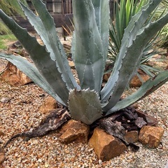 アメリカーナ特大株【ご自身で掘り上げる場合5000円引き】-エッセンス＋クリアローション  