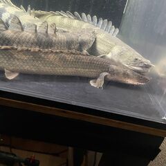 コンギクスの中古が安い！激安で譲ります・無料であげます  