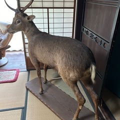 鹿全身剥製