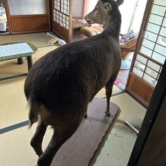 鹿全身剥製