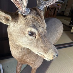 鹿全身剥製