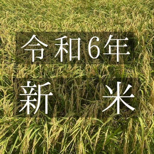 令和6年コシヒカリ新米(玄米30kg)