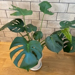 モンステラ　観葉植物　植物