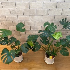 モンステラ　観葉植物　植物