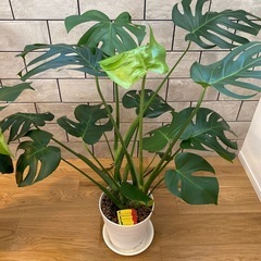 モンステラ　観葉植物　植物