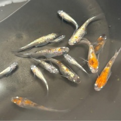 🐟【紅灯】13匹🐟　メダカ