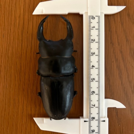 オオクワガタ