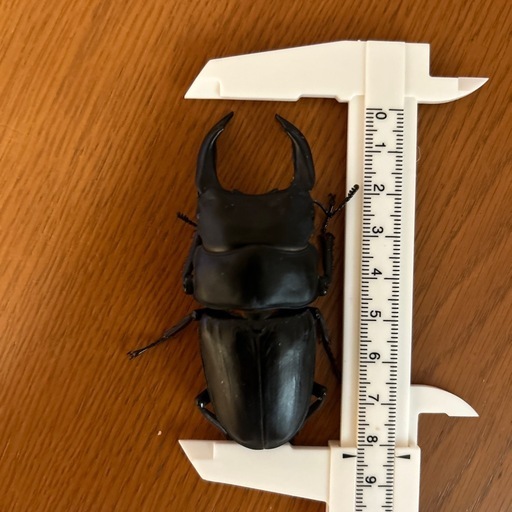 オオクワガタ\n