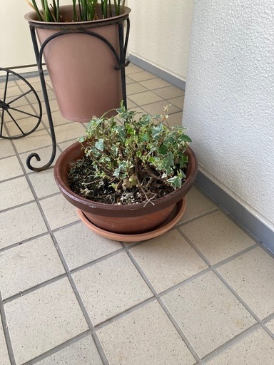 観葉植物
