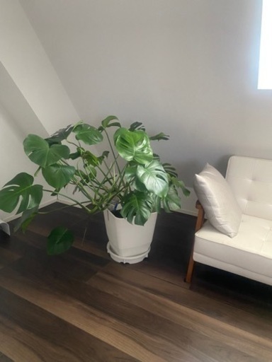 モンステラ　観葉植物　グリーン　大型観葉植物