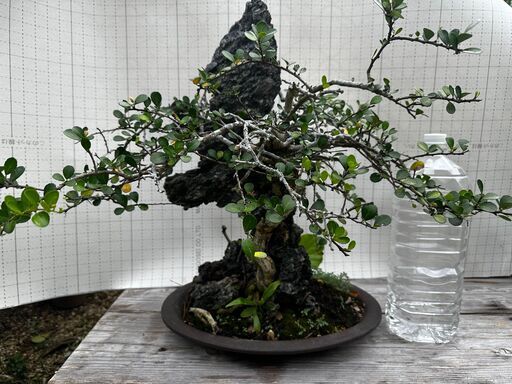 盆栽　ハリツルマサキ（石付）