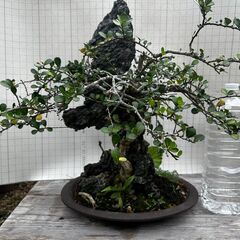 盆栽 ハリツルマサキ（石付）