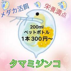 活餌✨ミジンコ　予約販売　改良めだか　無人販売所