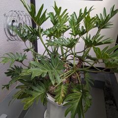 クッカバラの中古が安い！激安で譲ります・無料であげます｜ジモティー 