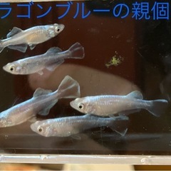 ドラゴンブルーの稚魚（1センチ〜1、5センチ） 6匹500円から...