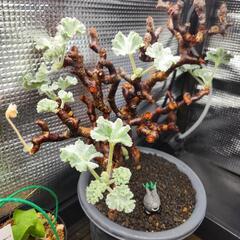 ペラルゴニウム ミラビレ