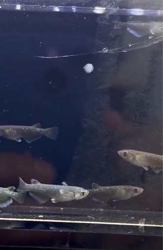 残り1セット　最新品種　オランジェ　若魚個体　トリオ販売