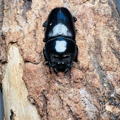 【超大型個体】 オオクワガタ 能勢SR 3頭　血統書付き　有名大型血統　発送可 国産オオクワガタ 