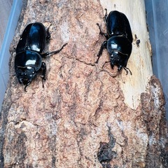 超大型個体】 オオクワガタ 能勢SR 3頭 血統書付き 有名大型血統 発送