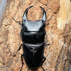 【超大型個体】 オオクワガタ 能勢SR 3頭　血統書付き　有名大型血統　発送可 国産オオクワガタ 