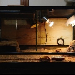 商談中】フトアゴヒゲトカゲ90cmケージ一式セット