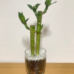 キングバンブー　２本仕立て　観葉植物　ハイドロカルチャー