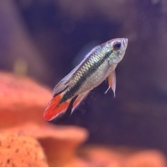 ブルーフレーム その他の中古が安い！激安で譲ります・無料であげます  