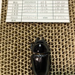 能勢YG血統 オオクワガタ 87.8/87.5/87.0/86.1 同腹トリオ