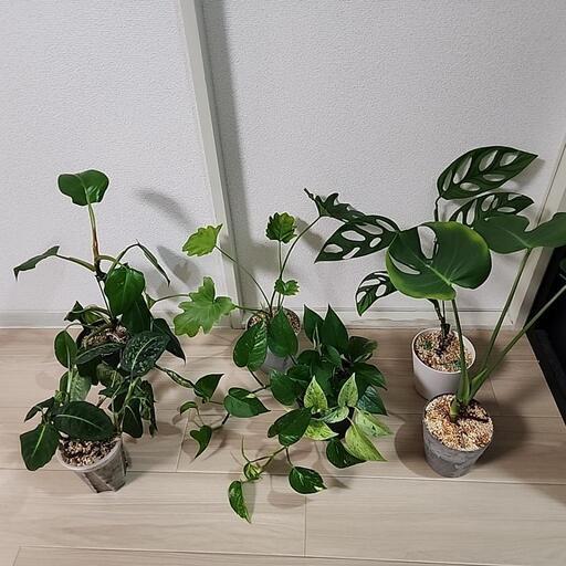 観葉植物