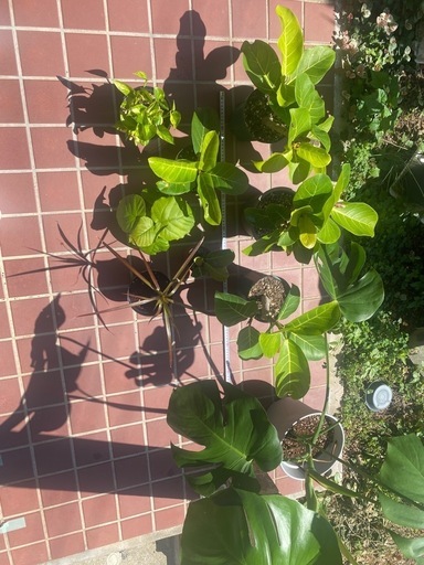 観葉植物セット　アフリカンプリンス　コンシンネ　モンステラ　ウンベラータ　ポトス
