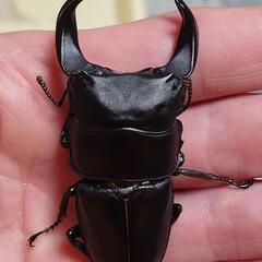 ホペイの中古が安い！激安で譲ります・無料であげます｜ジモティー 