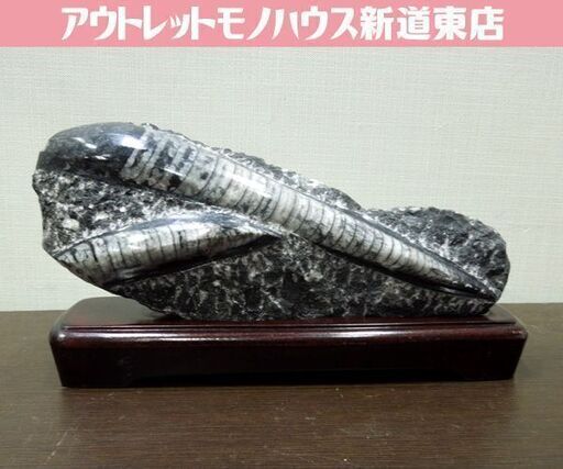 オルセラス 化石 直角貝 オウムガイ アンモナイト オルソセラス類 台座 オルセラス 化石 直角貝 オウムガイ アンモナイト オルソセラス類 台座