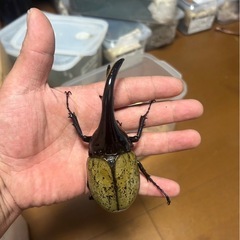 ヘラクレスオオカブト ペア (メス2匹) ①
