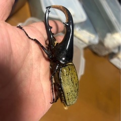 ヘラクレスオオカブト　ペア　(メス2匹)　①
　　