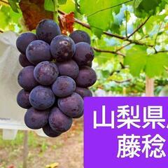 【農家直売】藤稔 粒 1kg (粒のみの量)