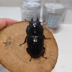 オオクワガタ 能勢SR血統トリオ