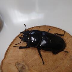 オオクワガタ 能勢SR血統トリオ