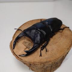 オオクワガタ 能勢SR血統トリオ